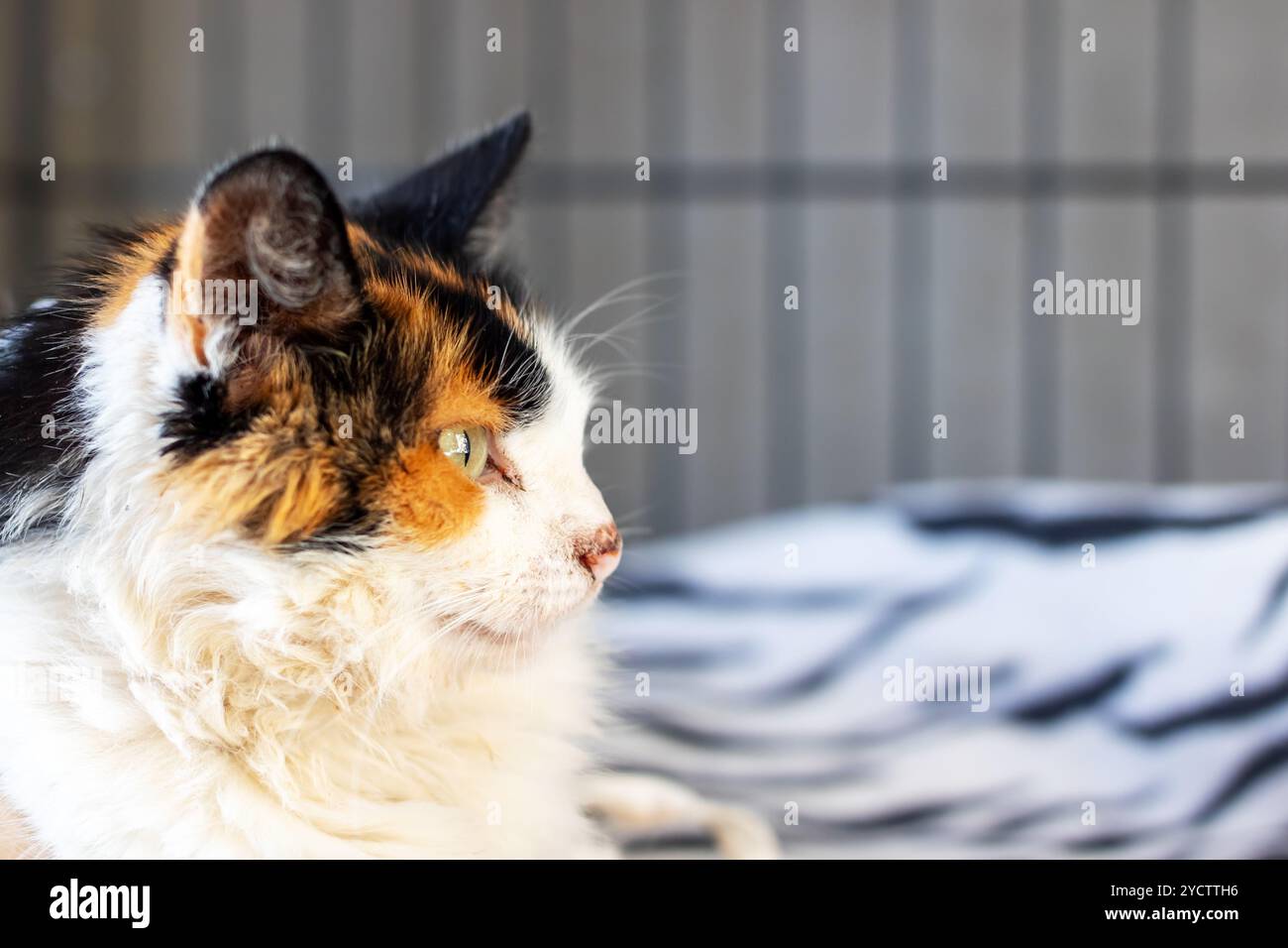 Eine schöne Calico-Katze liegt bequem auf einem Bett in einem Käfig, während sie neugierig direkt auf die Kamera mit ihren großen Augen blickt Stockfoto