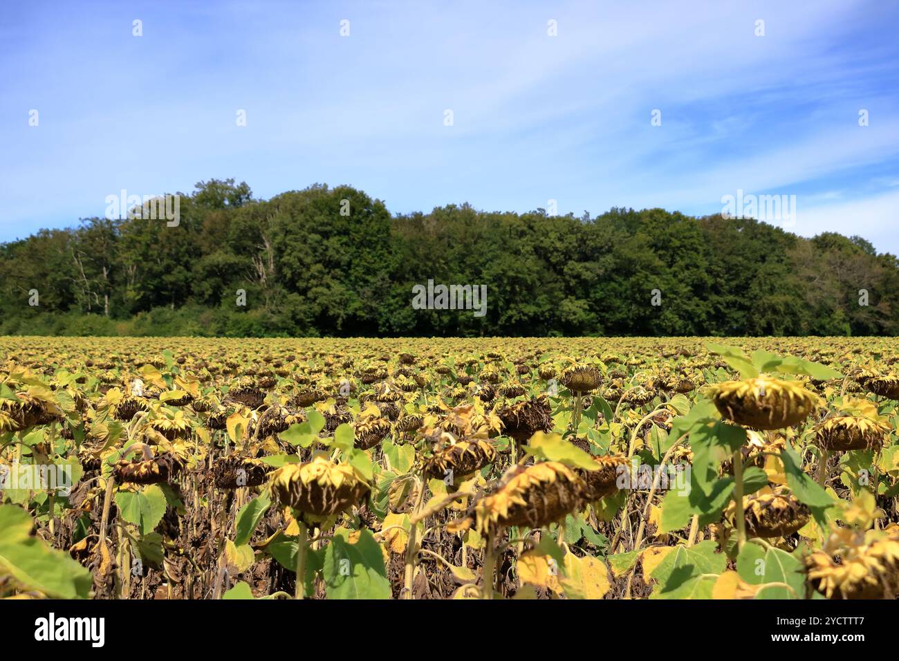 Blühende Sonnenblumen im Spätsommer in Frankreich verbeugten sich ihre Köpfe, als sie das Ende ihres Lebenszyklus erreichten Stockfoto