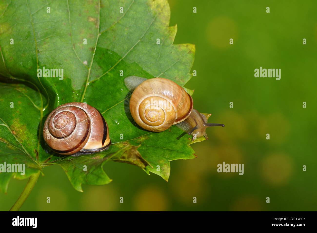 Zwei verschiedene Hainschnecken, Braunlippenschnecken (Cepaea nemoralis) ohne und mit dunklen Bändern. Auf einem Traubenblatt. Familie Helicidae. Niederländischer Garten Herbst Stockfoto