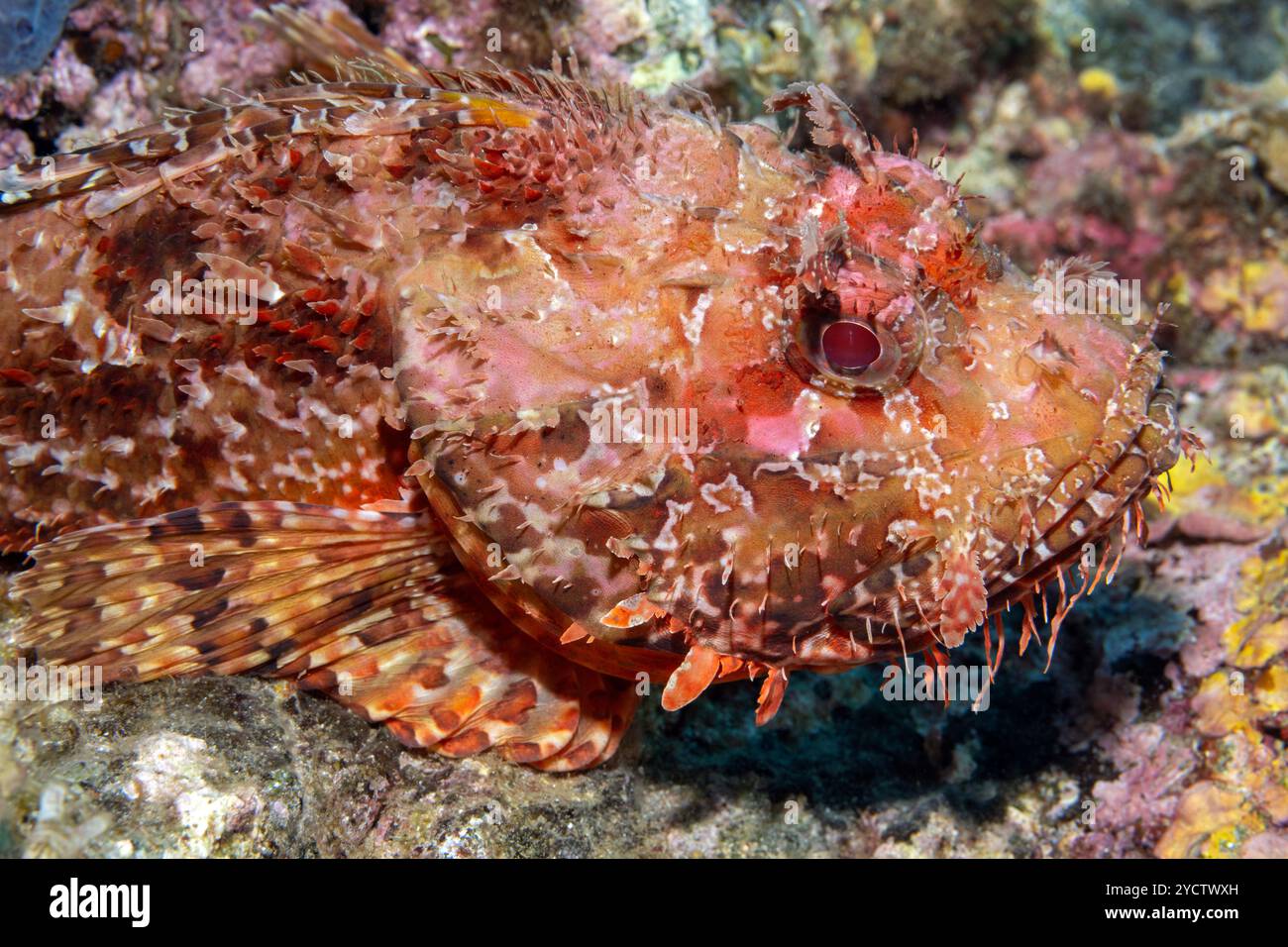 Skorpionfische, Scorpaena scrofa, Bastia Corsica Frankreich Stockfoto