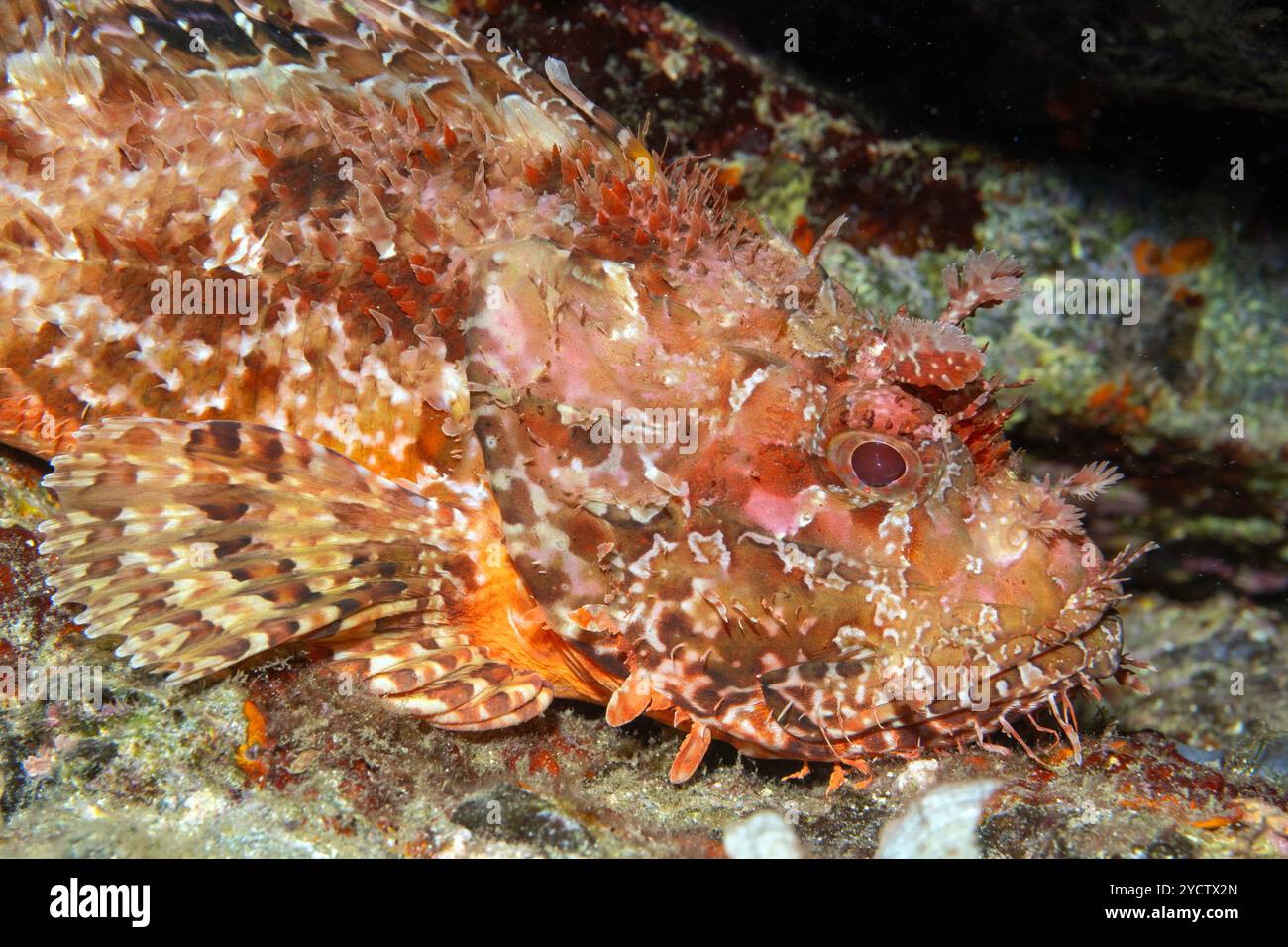 Skorpionfische, Scorpaena scrofa, Bastia Corsica Frankreich Stockfoto
