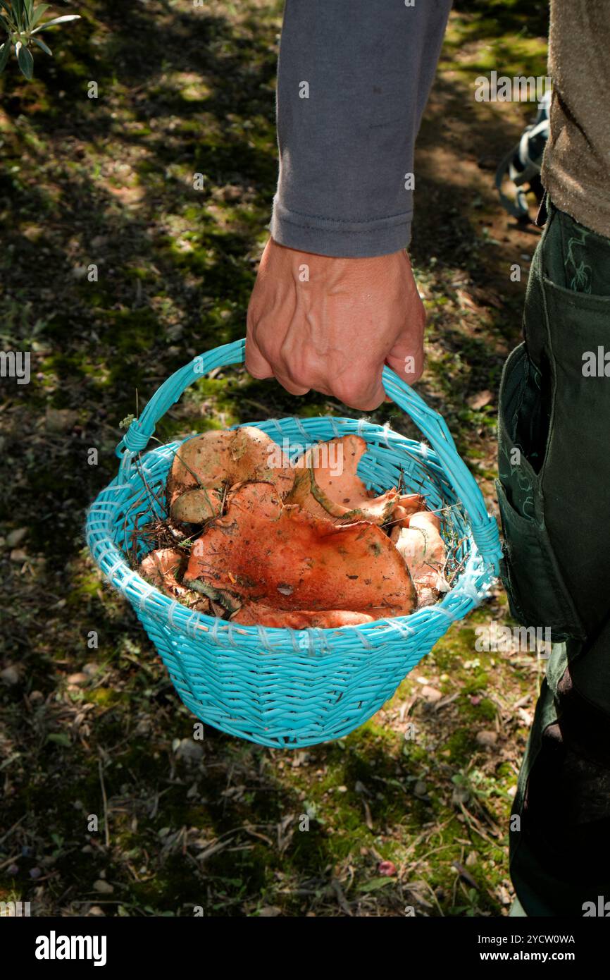 Nahaufnahme eines Mannes mit einem Korb voller frisch gesammelter Rovellons, typische Herbstpilze, die in Katalonien, Spanien, in den Wäldern sehr geschätzt werden Stockfoto