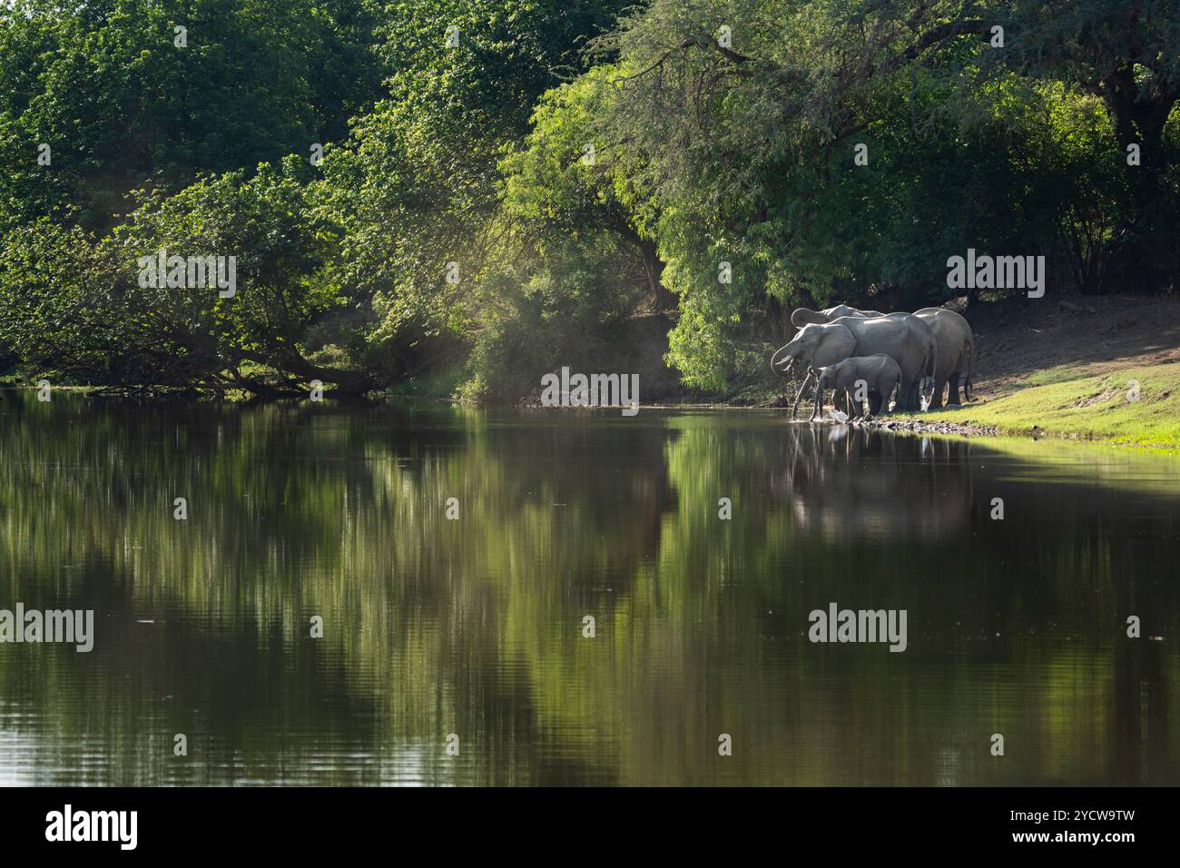 Elefanten trinken an einem Fluss. Sambische Landschaft mit Tieren. Loxodonta africana. Unterer Sambesi-Nationalpark, Sambesi-Fluss, Sambia Stockfoto