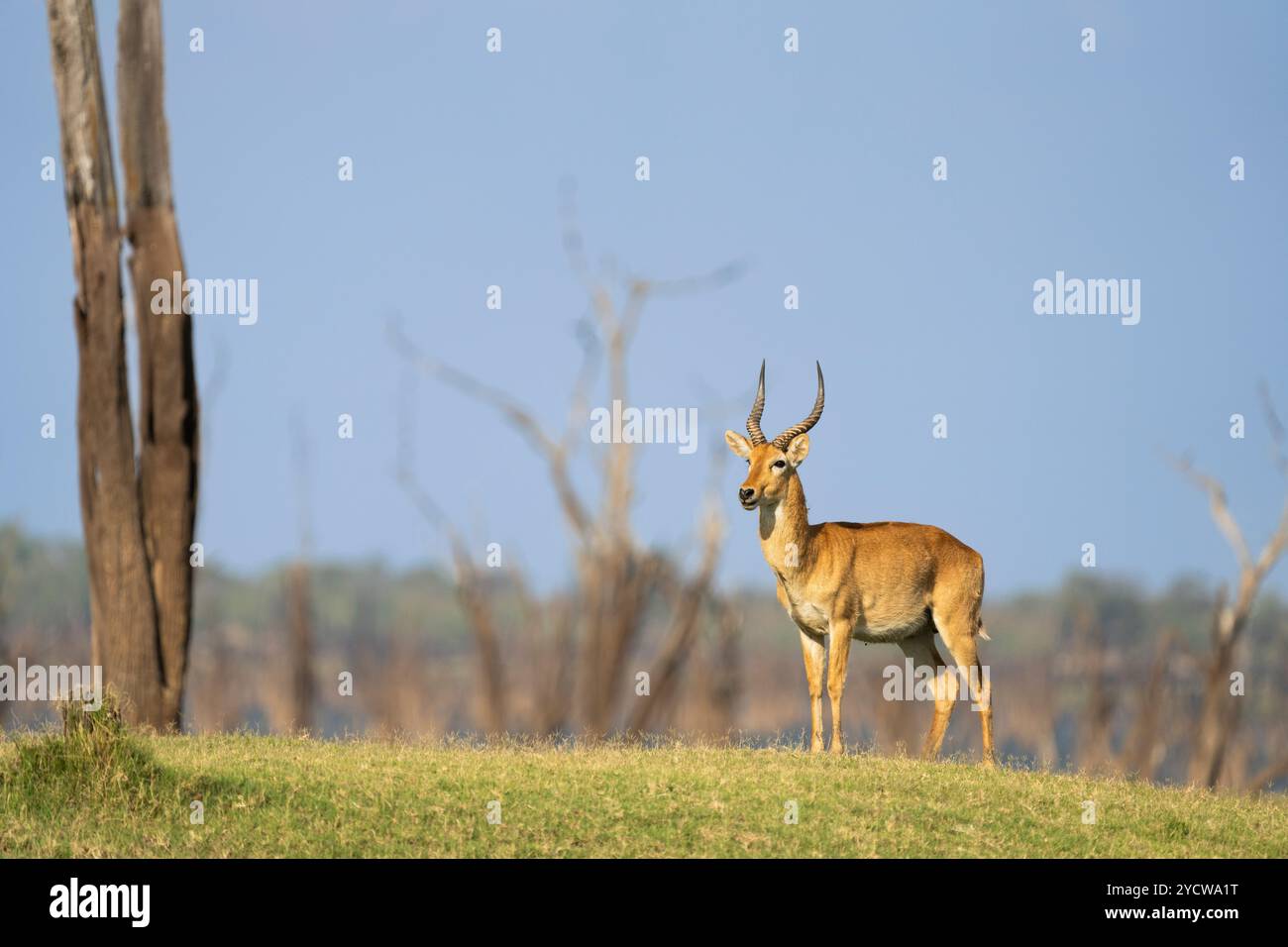 Puku Antilope (Kobus vardonii) Porträt des wilden Tieres, das auf einem Hügel steht. Vorderansicht des großen Geweihs und des ganzen Körpers. Kafue-Nationalpark, ZAM Stockfoto