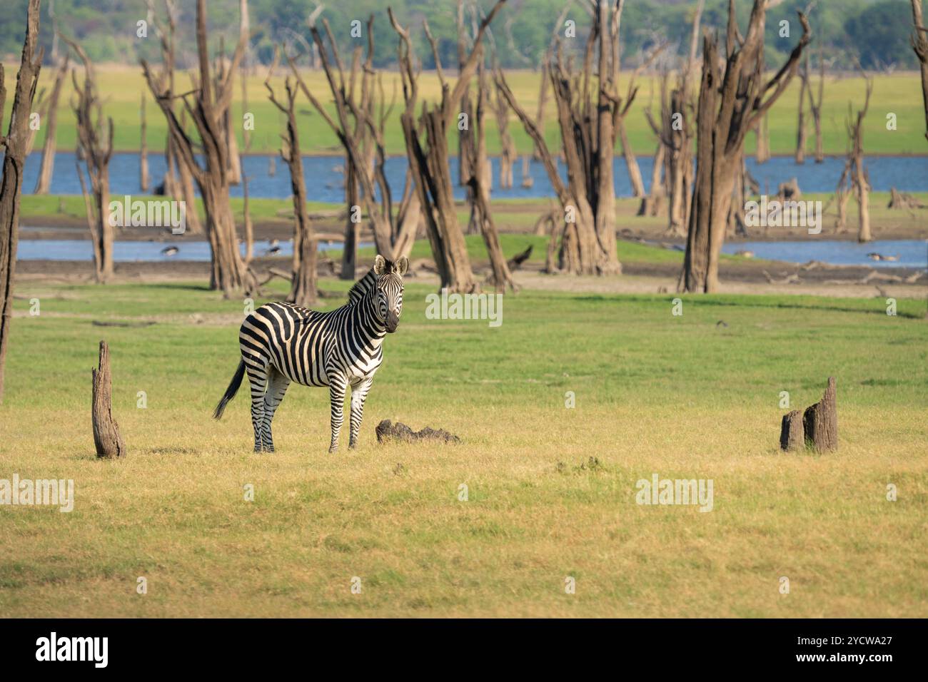 Zebraherde, Equus burchelli, Gras essen, grasen vor dem Kafue-See. Kafue Lake, Kafue Nationalpark, Sambia Stockfoto