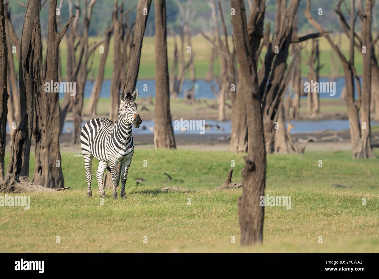 Zebraherde, Equus burchelli, Gras essen, grasen vor dem Kafue-See. Kafue Lake, Kafue Nationalpark, Sambia Stockfoto