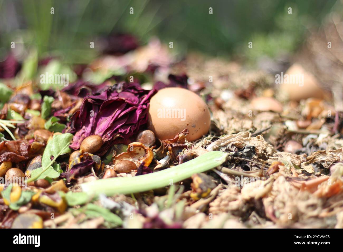 Ein großer Haufen dunkler, nährstoffreicher Kompost in einer natürlichen Gartenumgebung, bereit für die Bodendüngung. Ideal für Gartenarbeit, Nachhaltigkeit und Bio Stockfoto