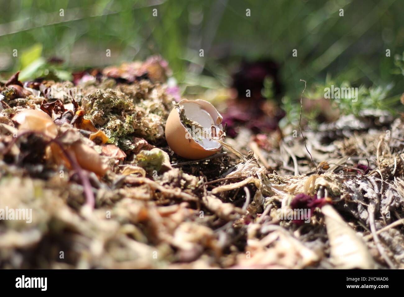 Ein großer Haufen dunkler, nährstoffreicher Kompost in einer natürlichen Gartenumgebung, bereit für die Bodendüngung. Ideal für Gartenarbeit, Nachhaltigkeit und Bio Stockfoto