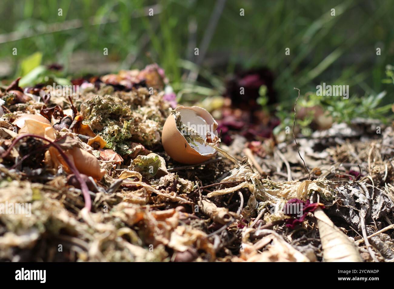 Ein großer Haufen dunkler, nährstoffreicher Kompost in einer natürlichen Gartenumgebung, bereit für die Bodendüngung. Ideal für Gartenarbeit, Nachhaltigkeit und Bio Stockfoto