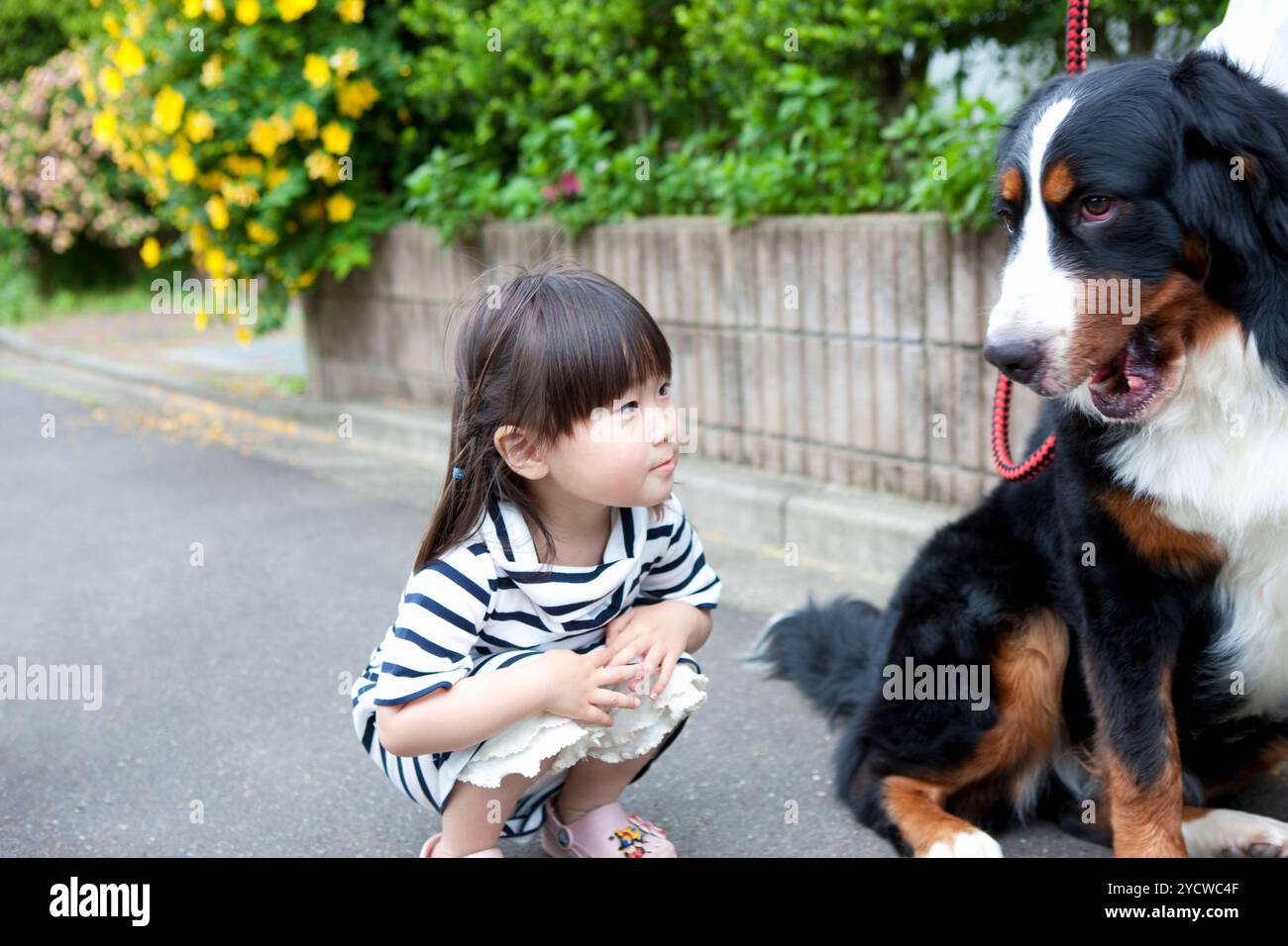 Mädchen spielen mit Hund Stockfoto