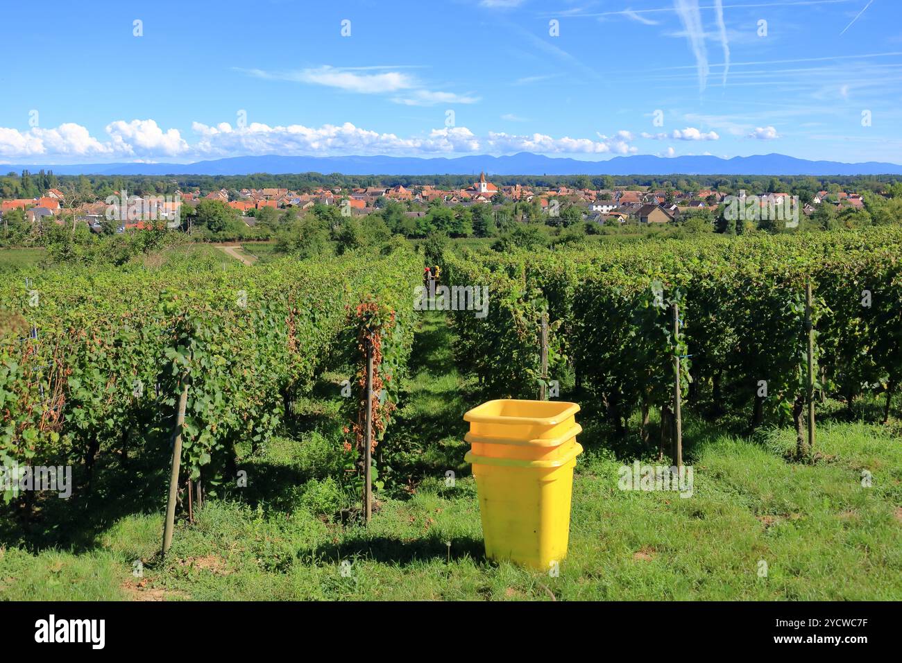 Colmar in Frankreich - 6. September 2024: Weinberg im Herbst. Die Trauben manuell unter Verwendung von Traktoren für den Transport zwischen den Spelzen der Trauben Stockfoto