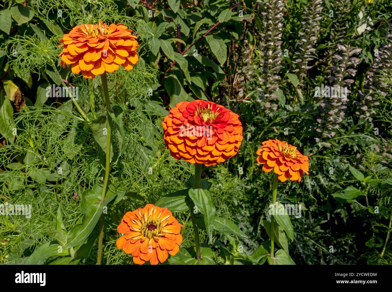 Nahaufnahme von Orangen-Zinnien-Blüten blühende Blüten im Grenzbeet im Sommer England Großbritannien Großbritannien Großbritannien Großbritannien Großbritannien Großbritannien Großbritannien Großbritannien Großbritannien Großbritannien Großbritannien Großbritannien Großbritannien Großbritannien Großbritannien Großbritannien Großbritannien Großbritannien Großbritannien Großbritannien Großbritannien Großbritannien Großbritannien Großbritannien Stockfoto