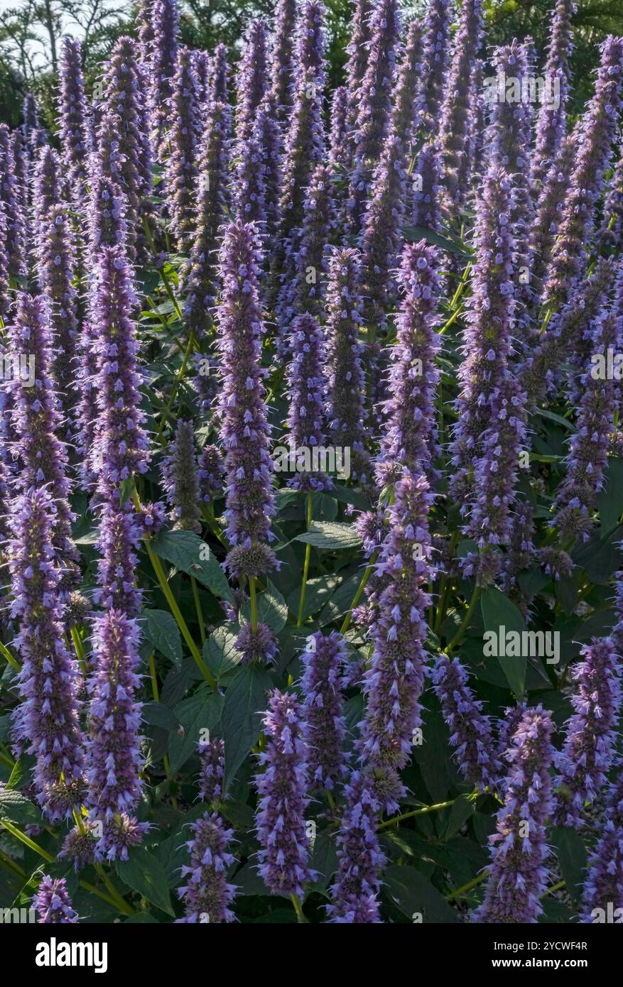 Nahaufnahme von violetten agastache Blüten im Sommer Garten Border Blume Beet England Großbritannien Großbritannien Großbritannien Großbritannien Großbritannien Großbritannien Großbritannien Großbritannien Großbritannien Großbritannien Großbritannien Großbritannien Großbritannien Großbritannien Stockfoto