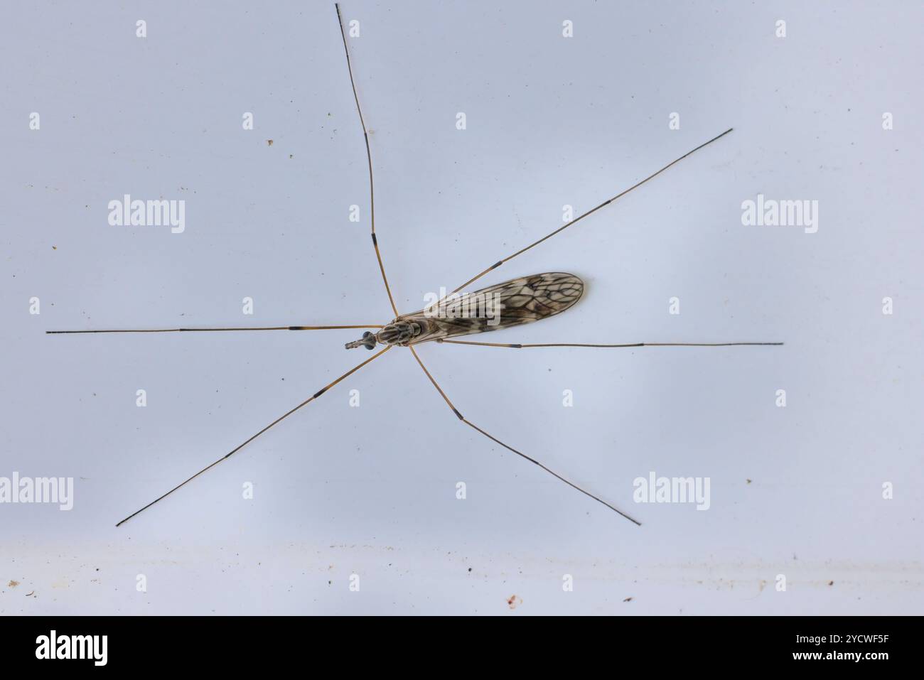 Cranefly oder Papa-Longlegs mit gefalteten Flügeln, Cornwall, Großbritannien. Stockfoto