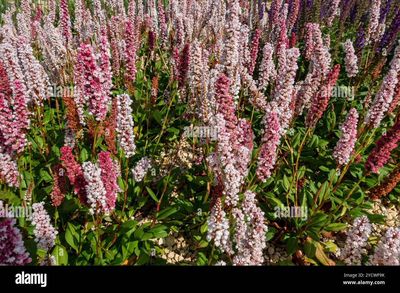 Nahaufnahme von rosa Persicaria affinis Blüten im Sommer Garten Border Blumenbeet England Vereinigtes Königreich GB Großbritannien Großbritannien Großbritannien Großbritannien Großbritannien Großbritannien Großbritannien Großbritannien Stockfoto