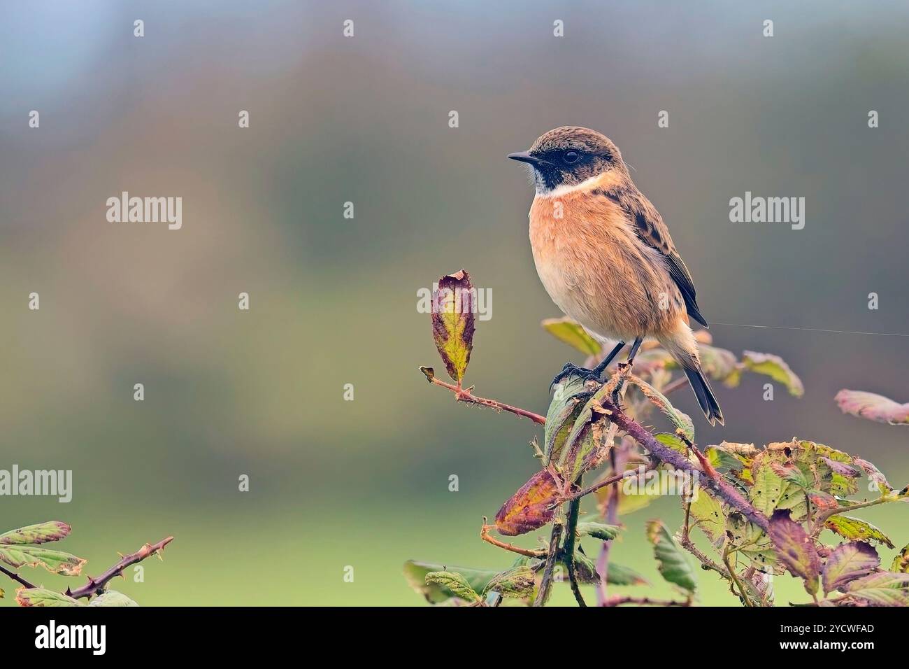 Gewöhnlicher oder europäischer Stonechat (Saxicola rubicola) ein Herbstmännchen auf Bramble, Cornwall, Großbritannien. Stockfoto