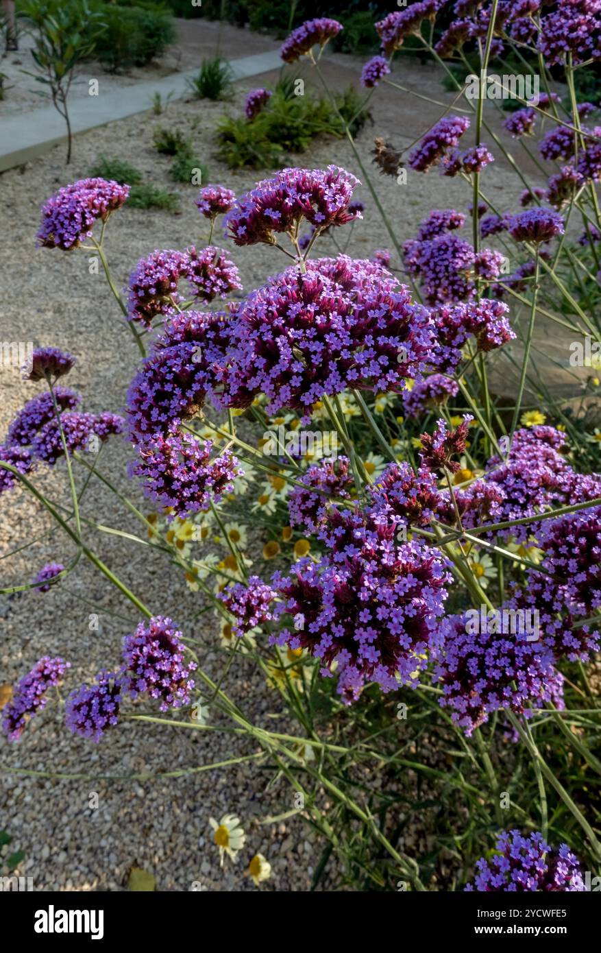 Nahaufnahme von violetten Verbene bonariensis Blüten im Sommer Garten Border Blume Beet England Großbritannien Großbritannien Großbritannien Großbritannien Großbritannien Großbritannien Großbritannien Großbritannien Großbritannien Großbritannien Großbritannien Großbritannien Großbritannien Großbritannien Großbritannien Großbritannien Großbritannien Stockfoto