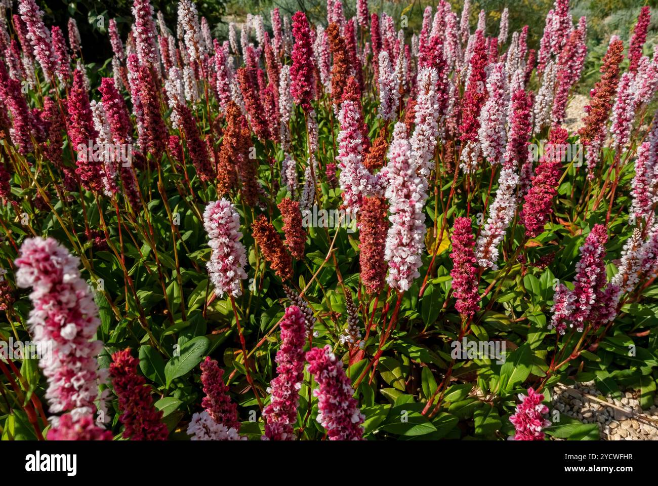 Nahaufnahme von rosa Persicaria affinis Pflanzenpflanzen Blüten im Sommer Garten Border Blume Beet England Vereinigtes Königreich GB Großbritannien Großbritannien Großbritannien Großbritannien Großbritannien Großbritannien Großbritannien Großbritannien Großbritannien Stockfoto