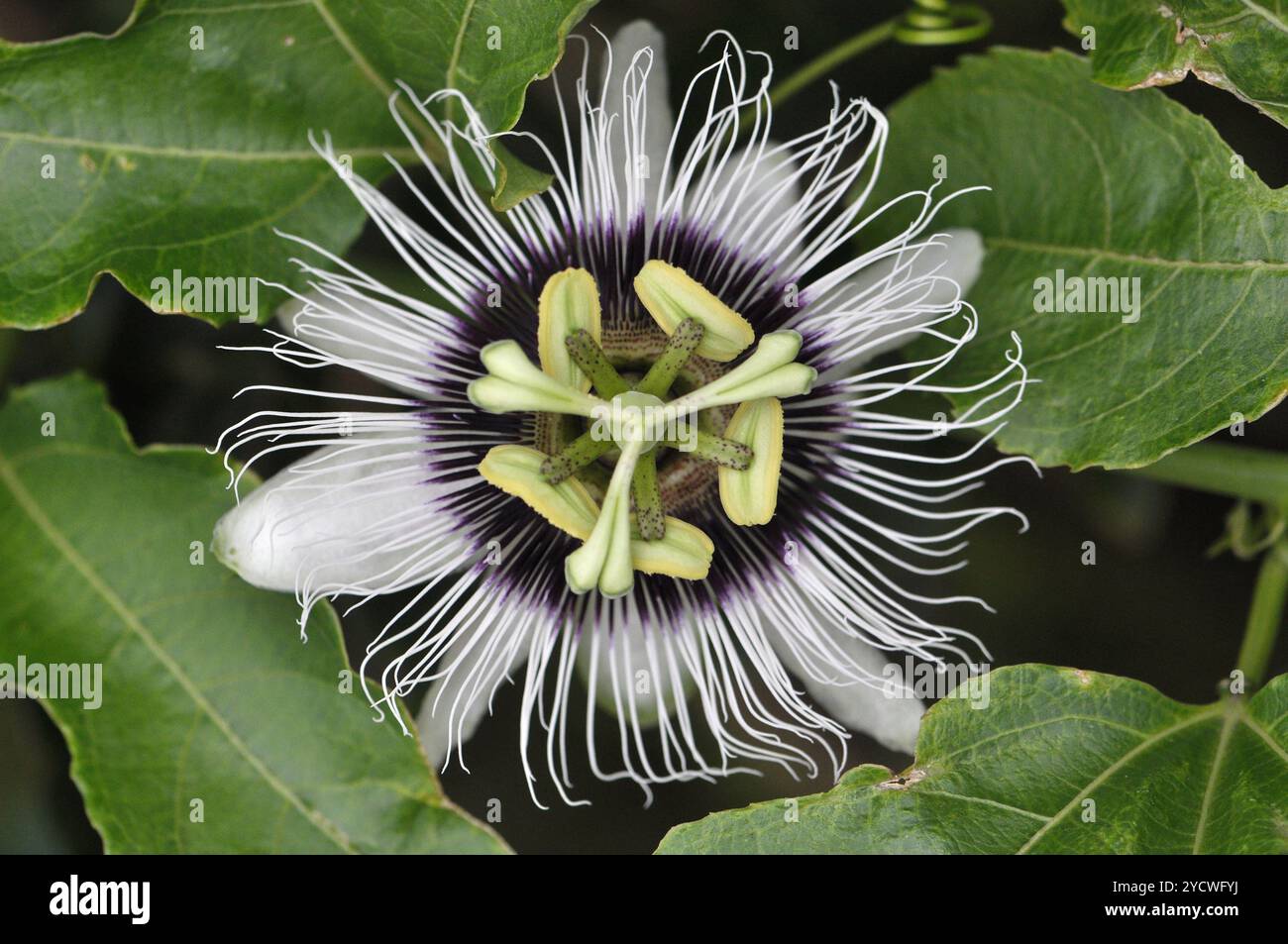 Passionsfruchtblume wächst auf Weinreben, Garten im Hinterhof, tropische Früchte, biologische Passionsfrucht Pflanze Stockfoto