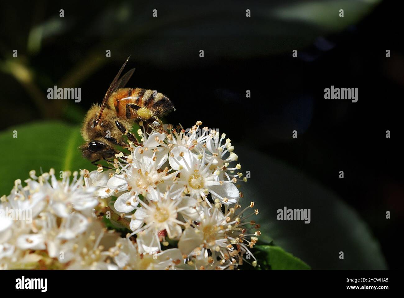 Honigbiene auf weißen Blüten. Eine Honigbiene sammelt Pollen an kleinen weißen Blüten. Biene mit Pollen bedeckt Stockfoto