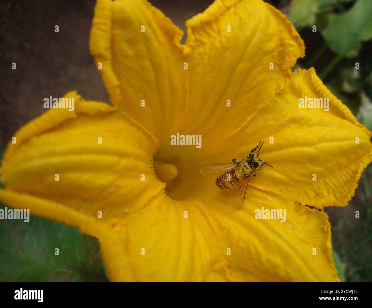 Biene bedeckt mit Pollen auf gelber Kürbisblüte. Nahaufnahme einer Biene auf einer Blume. Bienensammelnektar Stockfoto