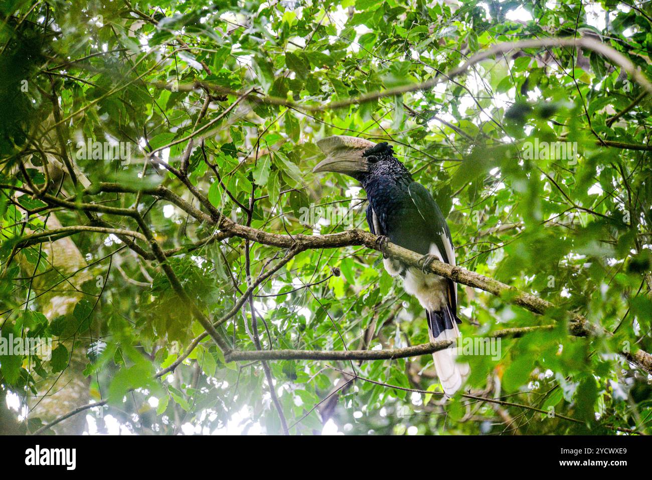 SCHWARZ-WEISS CASQUED HORNBILL (Bycanistes subzylindricus im Serenada Eco Resort - Uganda Stockfoto