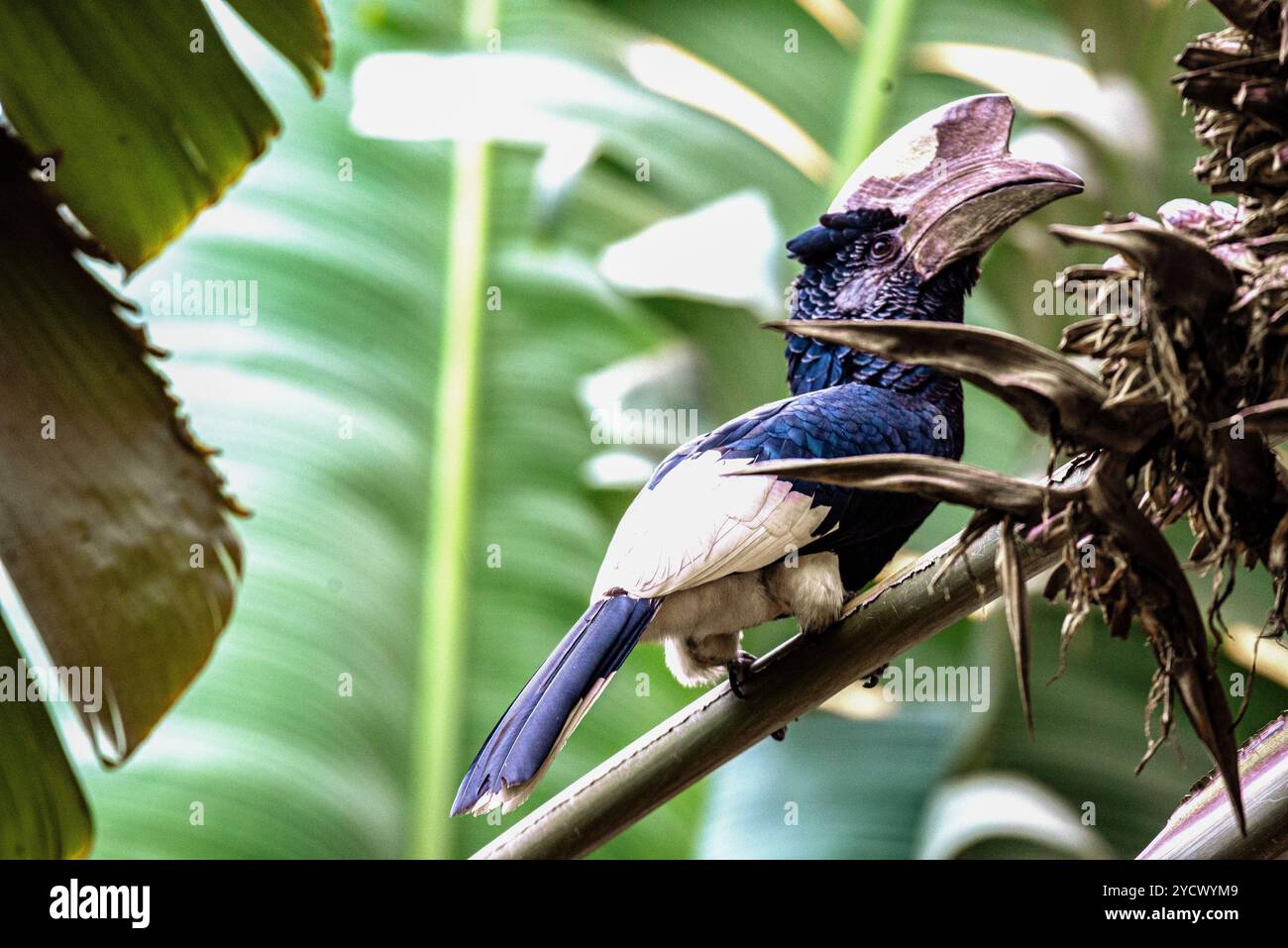 SCHWARZ-WEISS CASQUED HORNBILL (Bycanistes subzylindricus im Serenada Eco Resort - Uganda Stockfoto