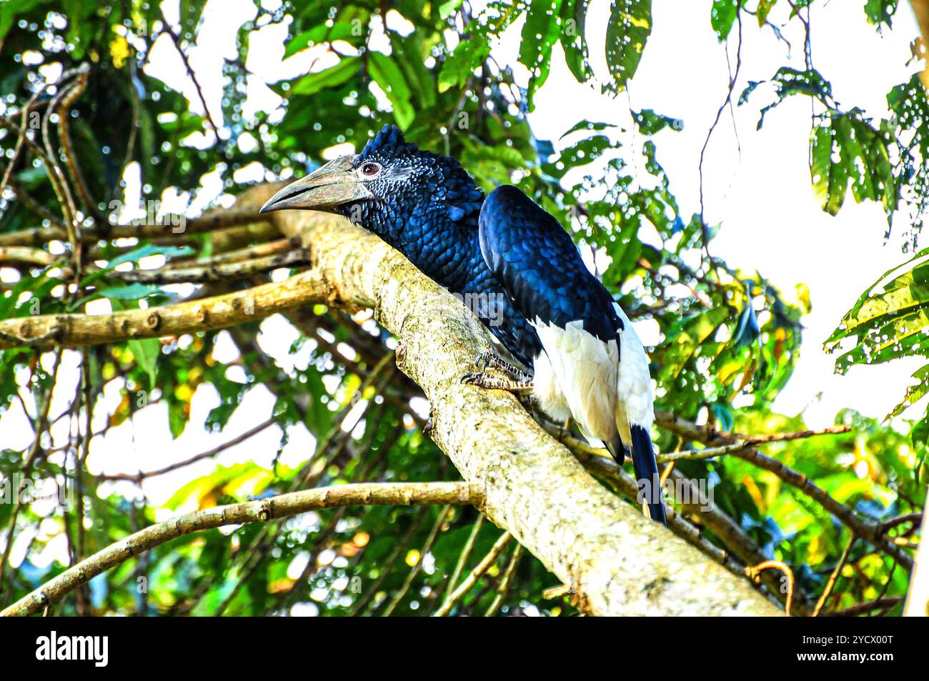 SCHWARZ-WEISS CASQUED HORNBILL (Bycanistes subzylindricus im Serenada Eco Resort - Uganda Stockfoto