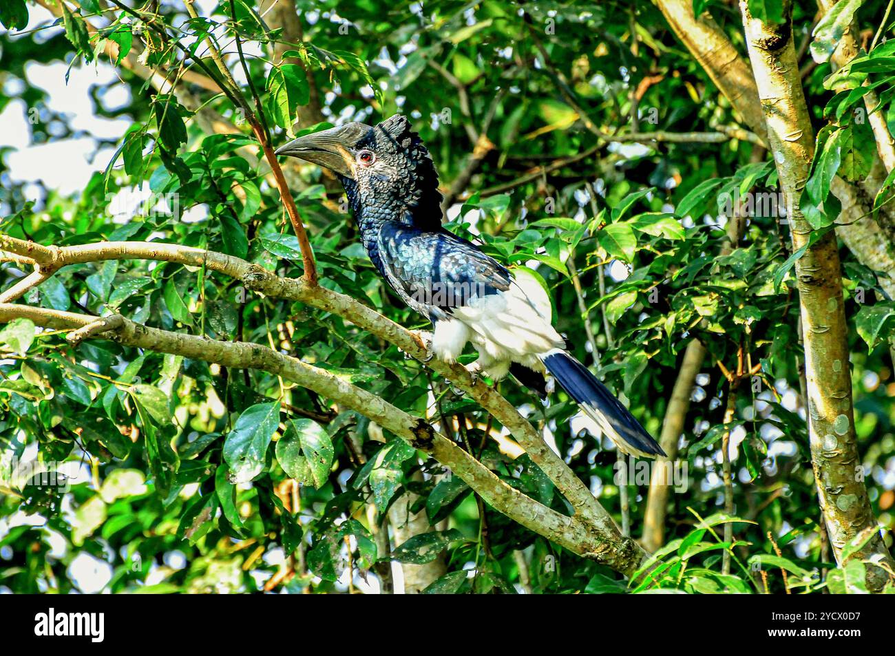 SCHWARZ-WEISS CASQUED HORNBILL (Bycanistes subzylindricus im Serenada Eco Resort - Uganda Stockfoto