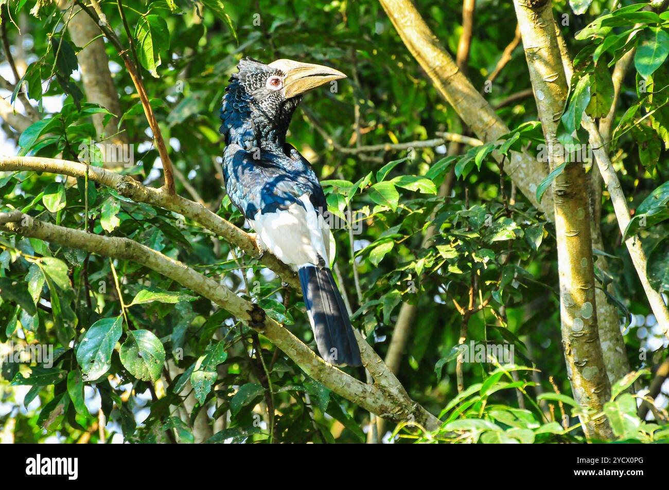 SCHWARZ-WEISS CASQUED HORNBILL (Bycanistes subzylindricus im Serenada Eco Resort - Uganda Stockfoto