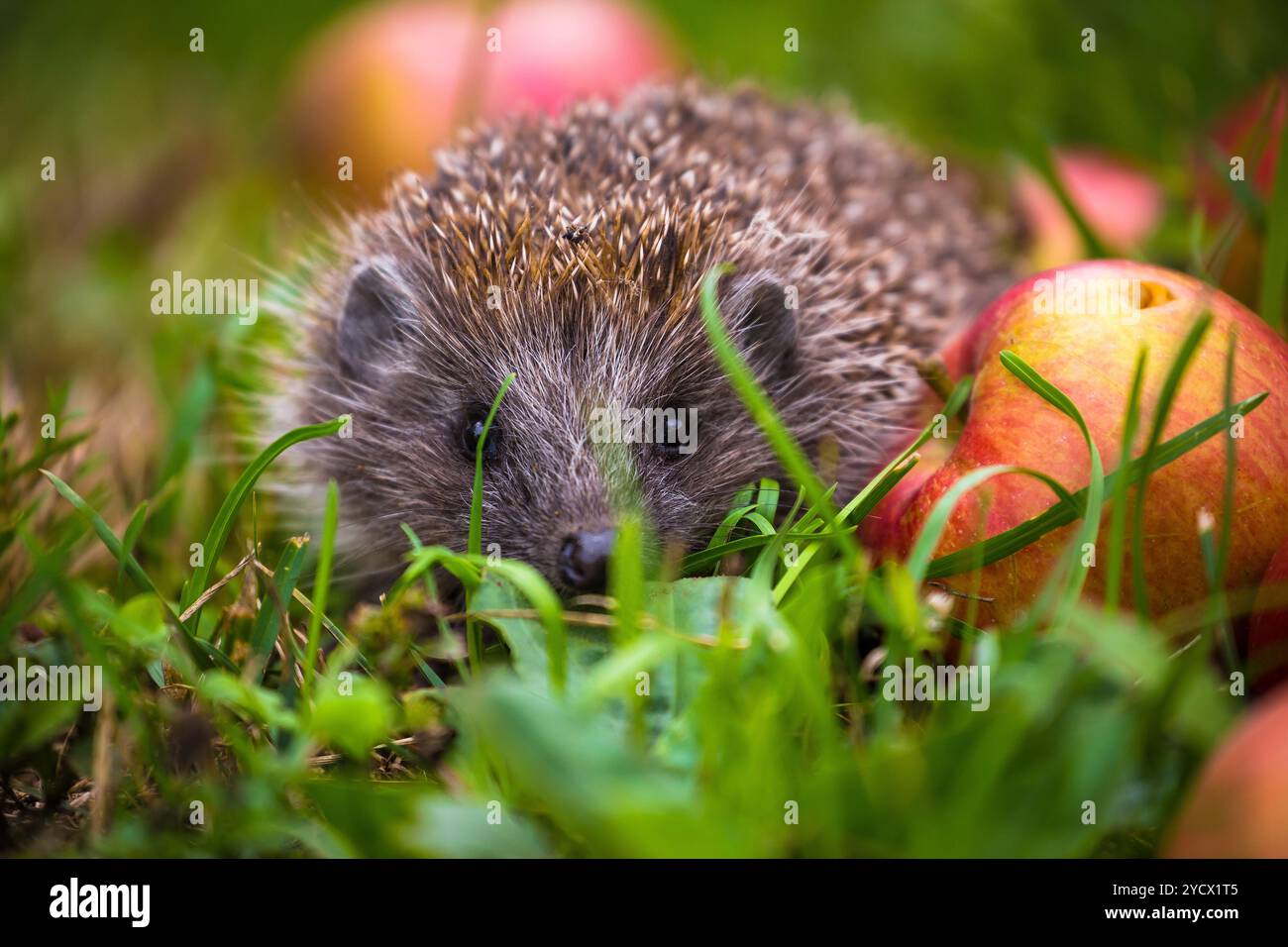 Igel und aplles in der Natur anzeigen Stockfoto
