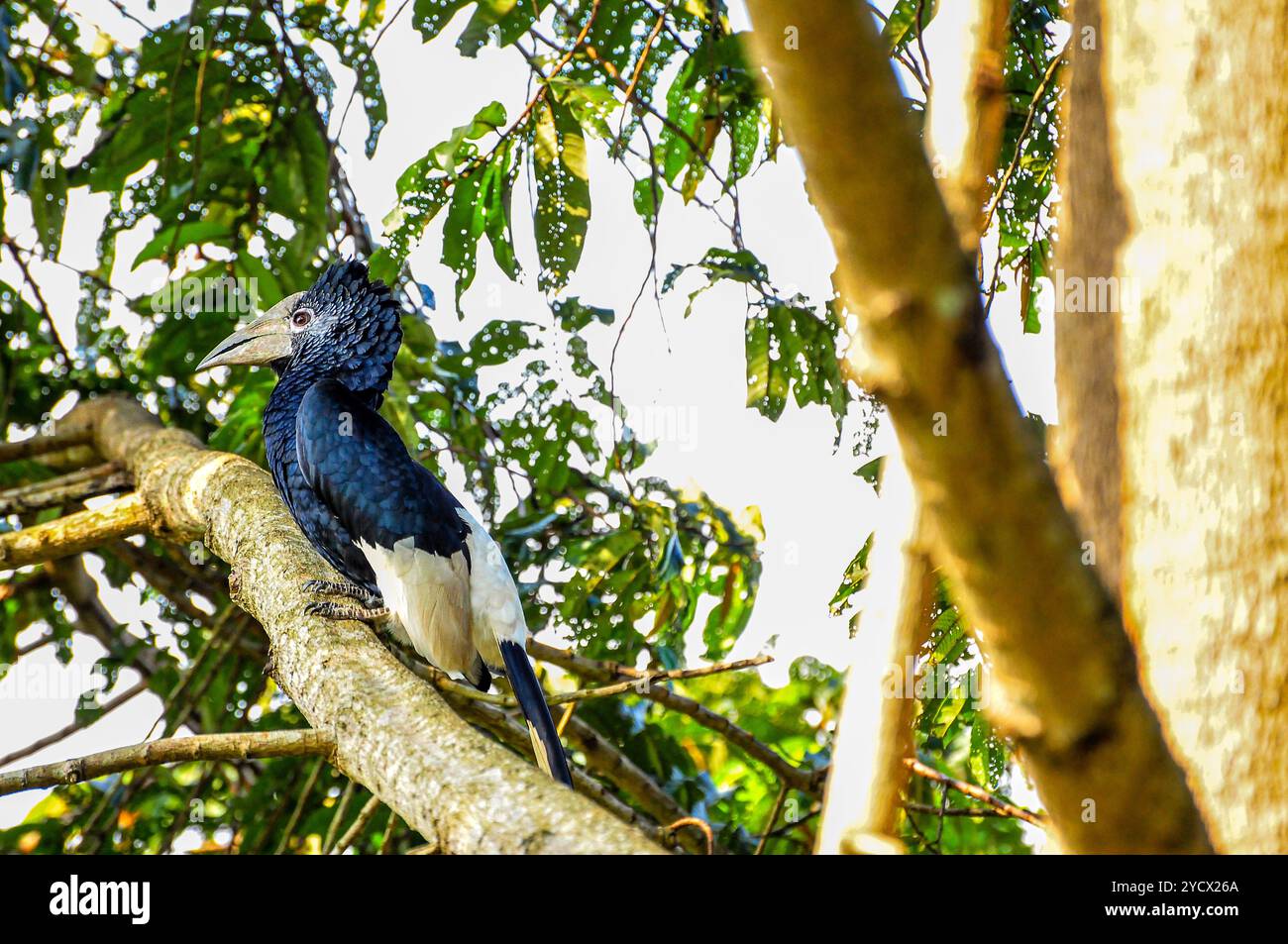 SCHWARZ-WEISS CASQUED HORNBILL (Bycanistes subzylindricus im Serenada Eco Resort - Uganda Stockfoto