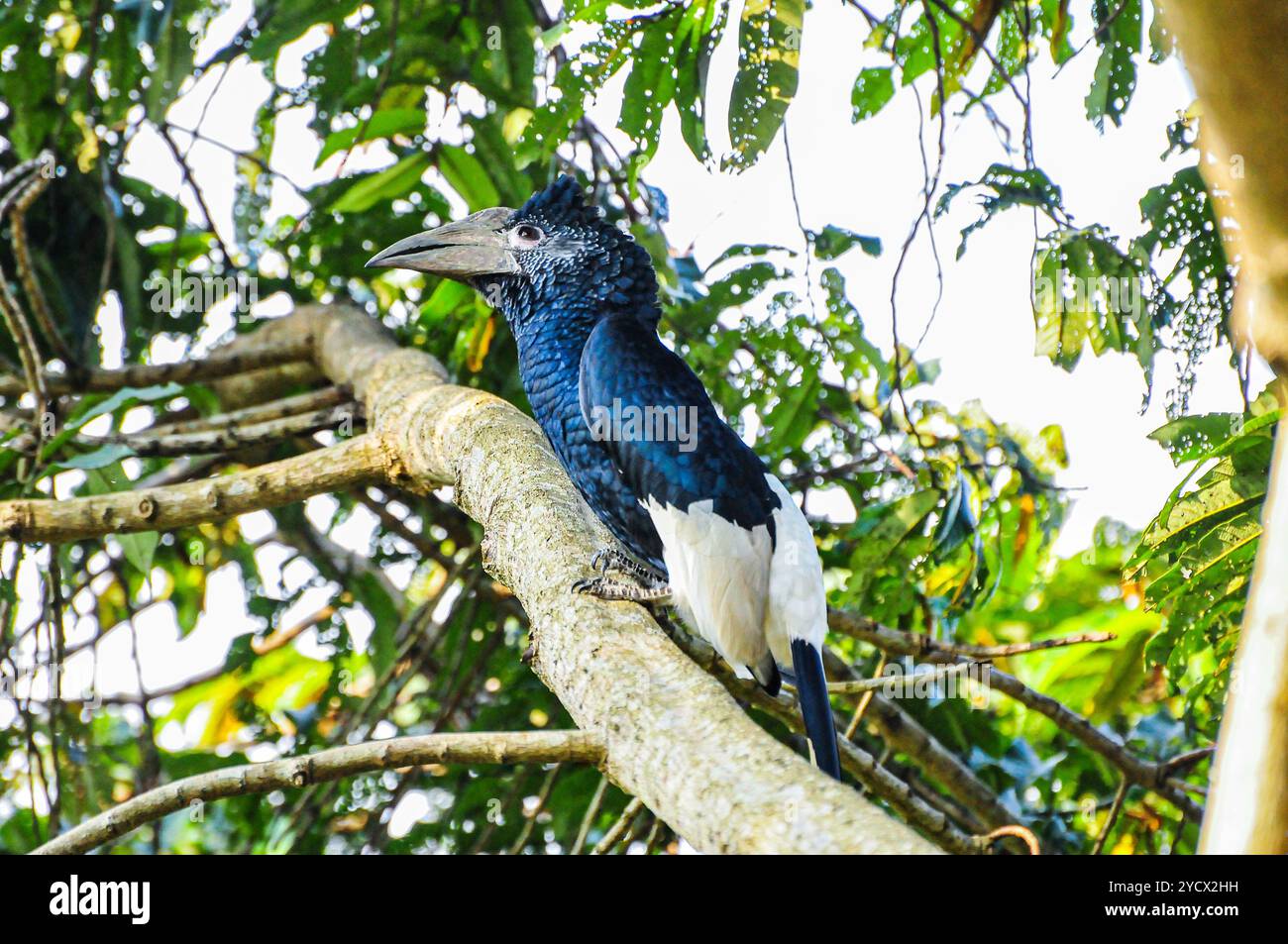 SCHWARZ-WEISS CASQUED HORNBILL (Bycanistes subzylindricus im Serenada Eco Resort - Uganda Stockfoto