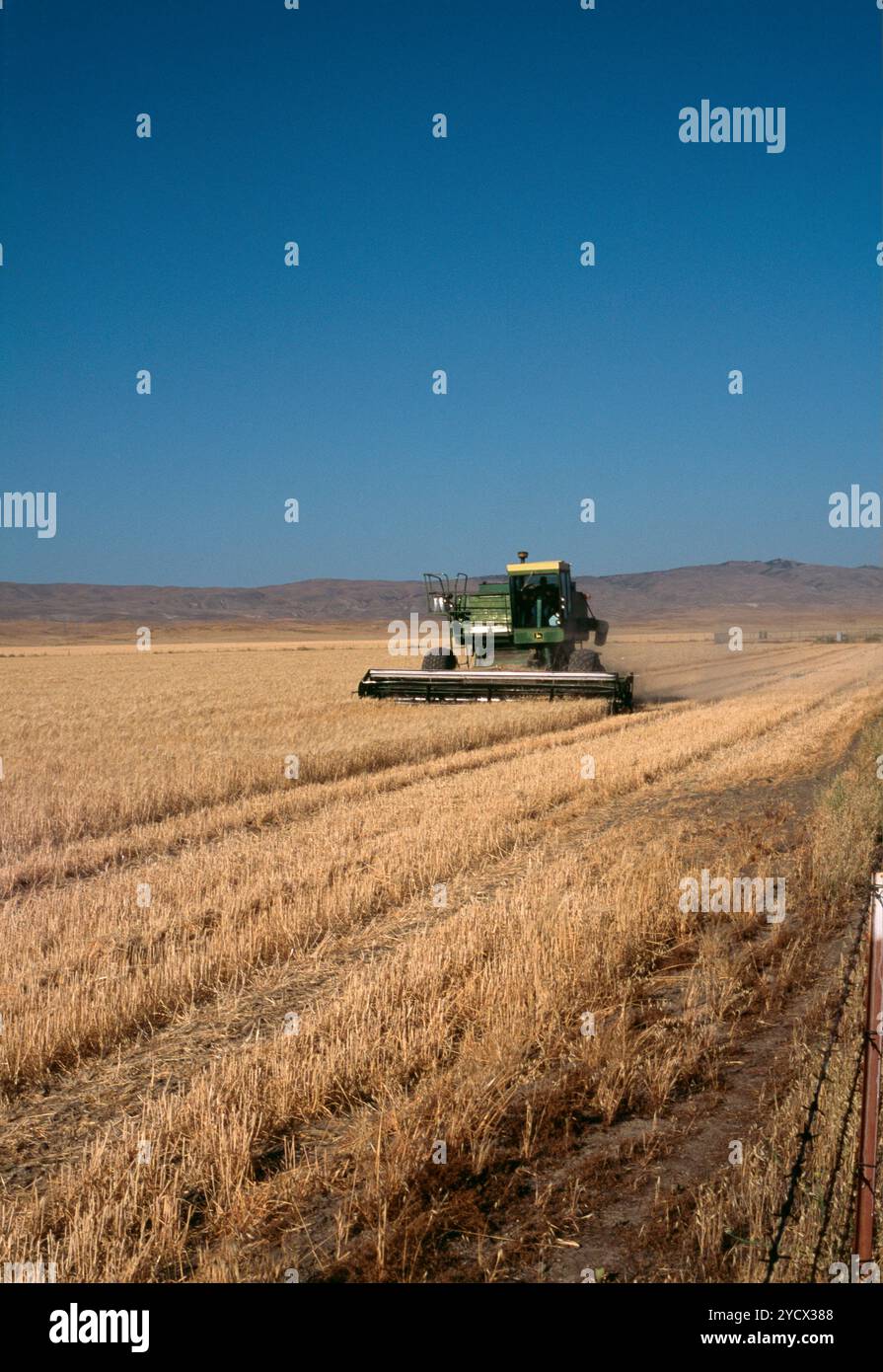 Weizen-Felder Stockfoto