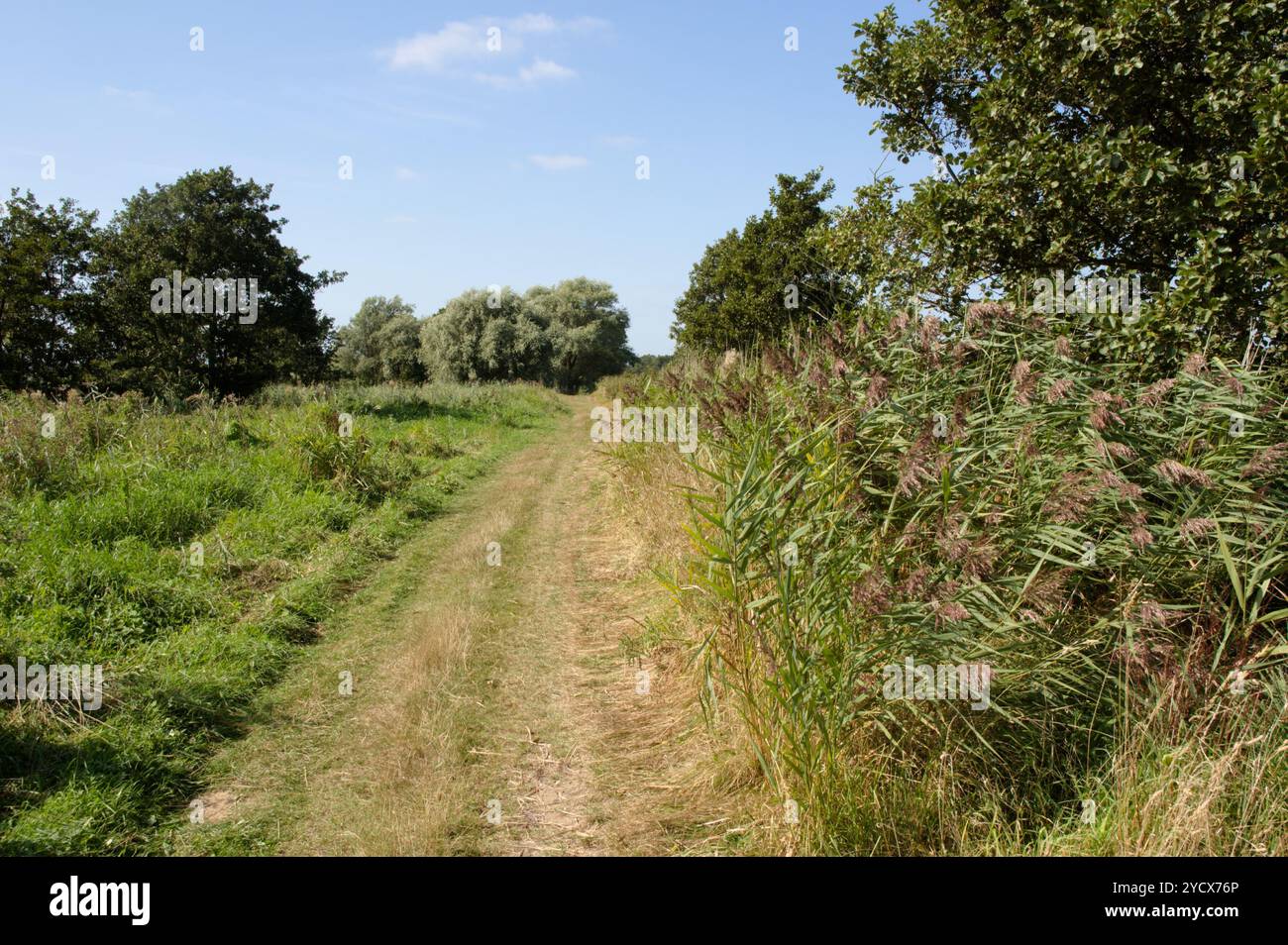 Fußweg am RSPB Minsmere, Suffolk, Großbritannien Stockfoto