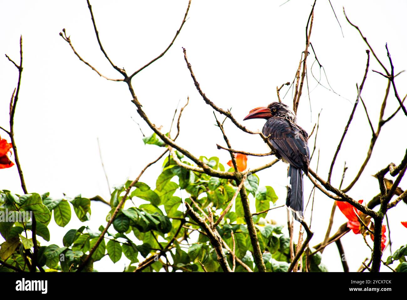 GEKRÖNTER NASHORNVOGEL (Tockus alboterminatus) - Bahai Tempel - Kampala Uganda Stockfoto