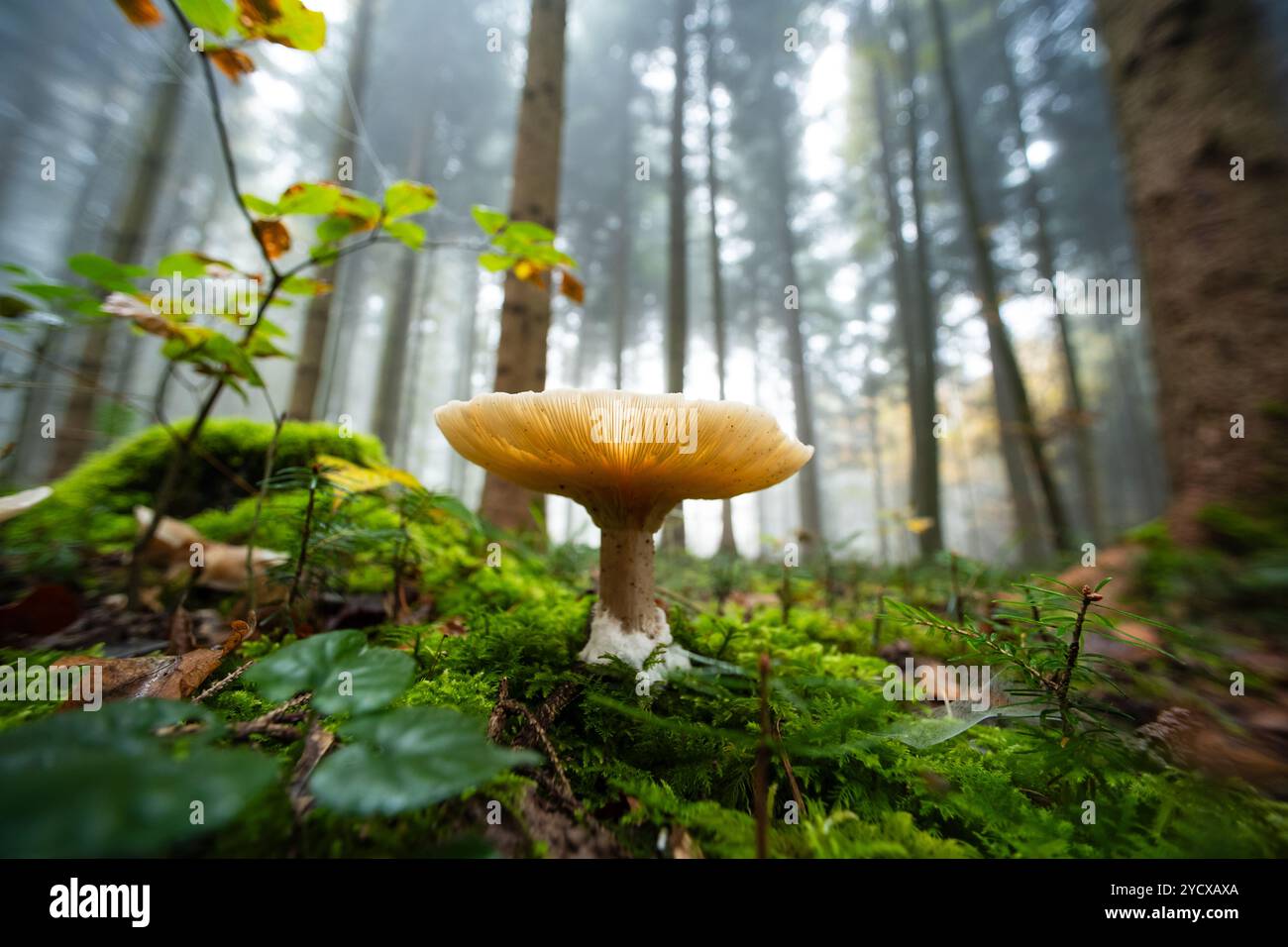 Herbstpilz mit weißer, großer Kappe auf dem Waldboden. Nahaufnahme Weitwinkelaufnahme, nebeliger Wald, keine Leute. Stockfoto