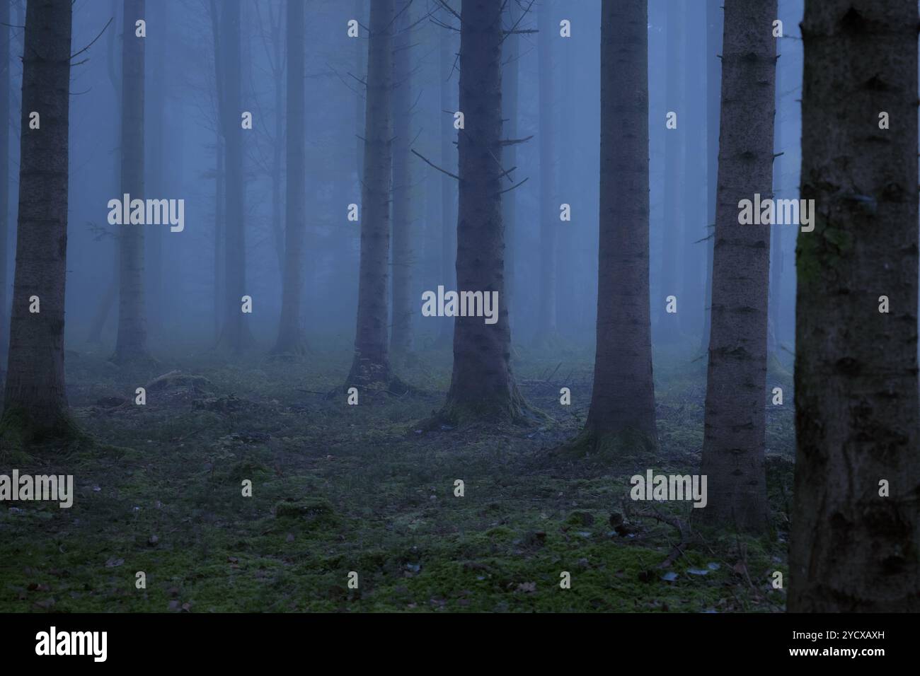 Dunkle, stimmungsvolle, gruselige, nebelige Herbstwaldszene, keine Leute. Nebelige oder nebelige Waldszene. Herbstmorgen dicker Nebel, stimmungsvolle Atmosphäre, keine Leute. Stockfoto