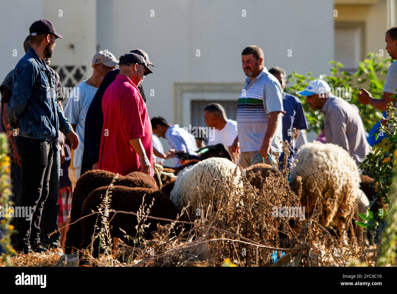 Tunis, Tunesien. 15. Juni 2024. Ein geschäftiger Schaf- und Ziegenmarkt vor Eid Al-Adha in Tunis, Tunesien. EID Al-Adha, oder Opferfest, ist eines der wichtigsten Feste im Islam. Es ist eine Tradition, ein lebendes Schaf, eine Ziege oder ein anderes Viehtier zu kaufen, um es während des Festivals zu schlachten; doch der gestiegene Tierpreis bedeutet, dass einige muslimische Familien in Tunesien es sich nicht mehr leisten können, Vieh für Opfer zu kaufen Stockfoto