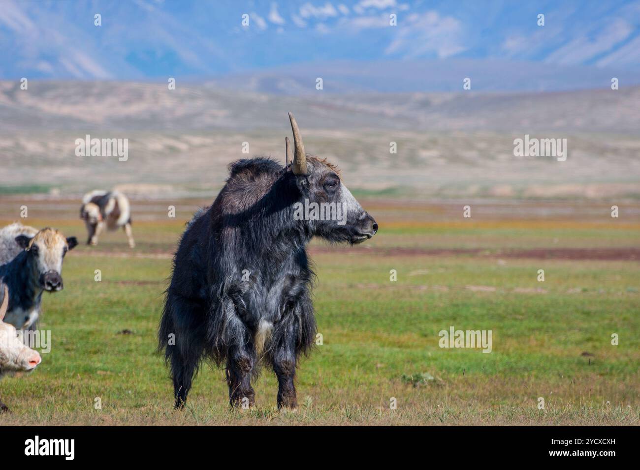 Männliches Yak auf der Weide, Kirgisistan Stockfoto