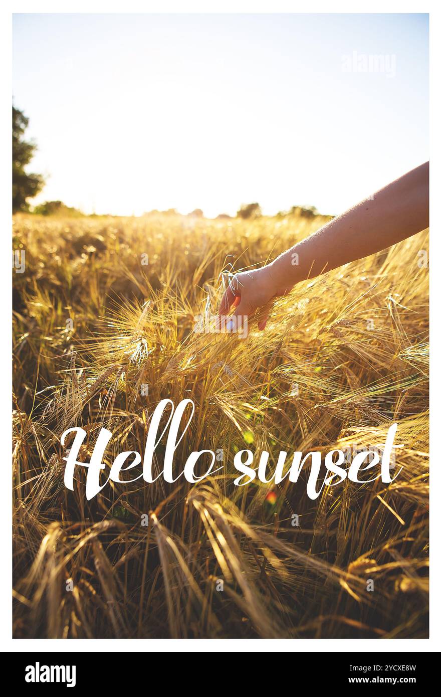 Mädchen mit Weizen auf dem Feld, Inschrift Hallo Sonnenuntergang Stockfoto