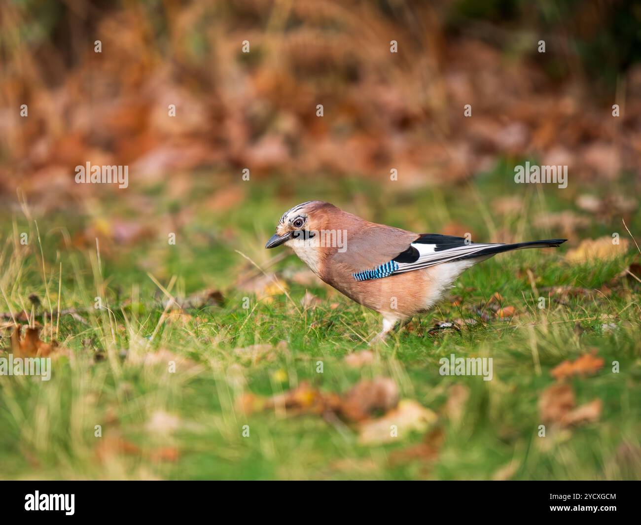 Jay Bird Sucht Nach Eicheln Stockfoto