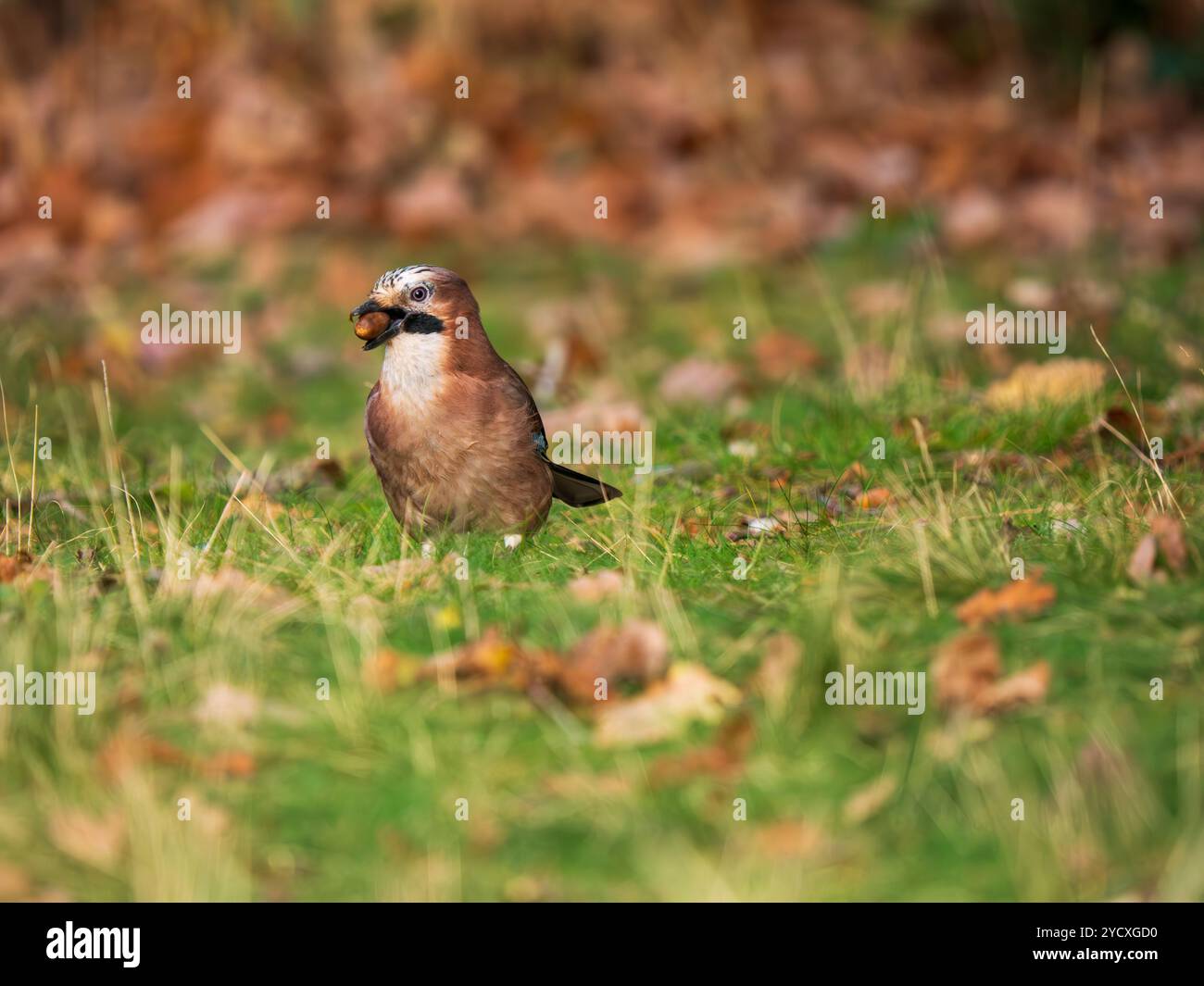 Jay Bird Sucht Nach Eicheln Stockfoto