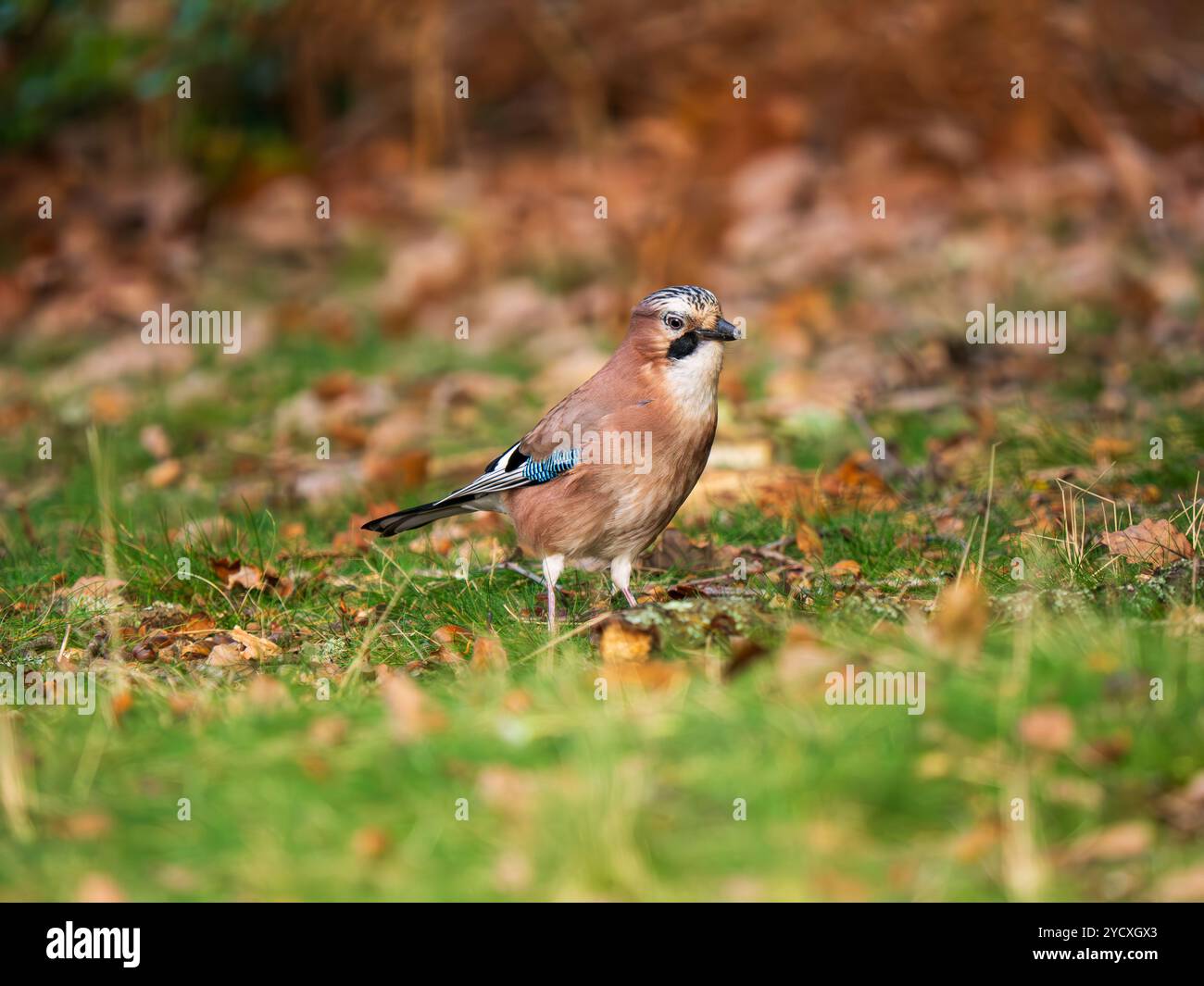 Jay Bird Sucht Nach Eicheln Stockfoto