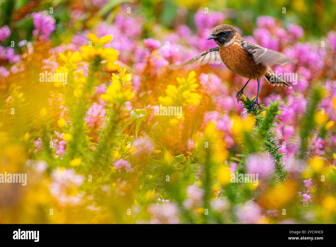 Ein wunderschöner Steinechat-Vogel thront lebhaft zwischen einem Ansturm gelber und rosa Wildblumen an der baskischen Küste und zeigt das reiche Blumenmotiv der Region Stockfoto