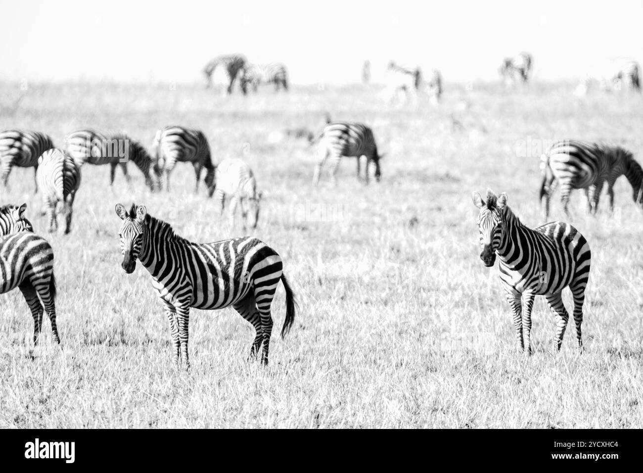 Ein atemberaubendes Schwarzweiß-Foto, das Zebras auf friedlichem Weiden im Grasland von Masai Mara festmacht und ihre markanten Streifenmuster hervorhebt Stockfoto