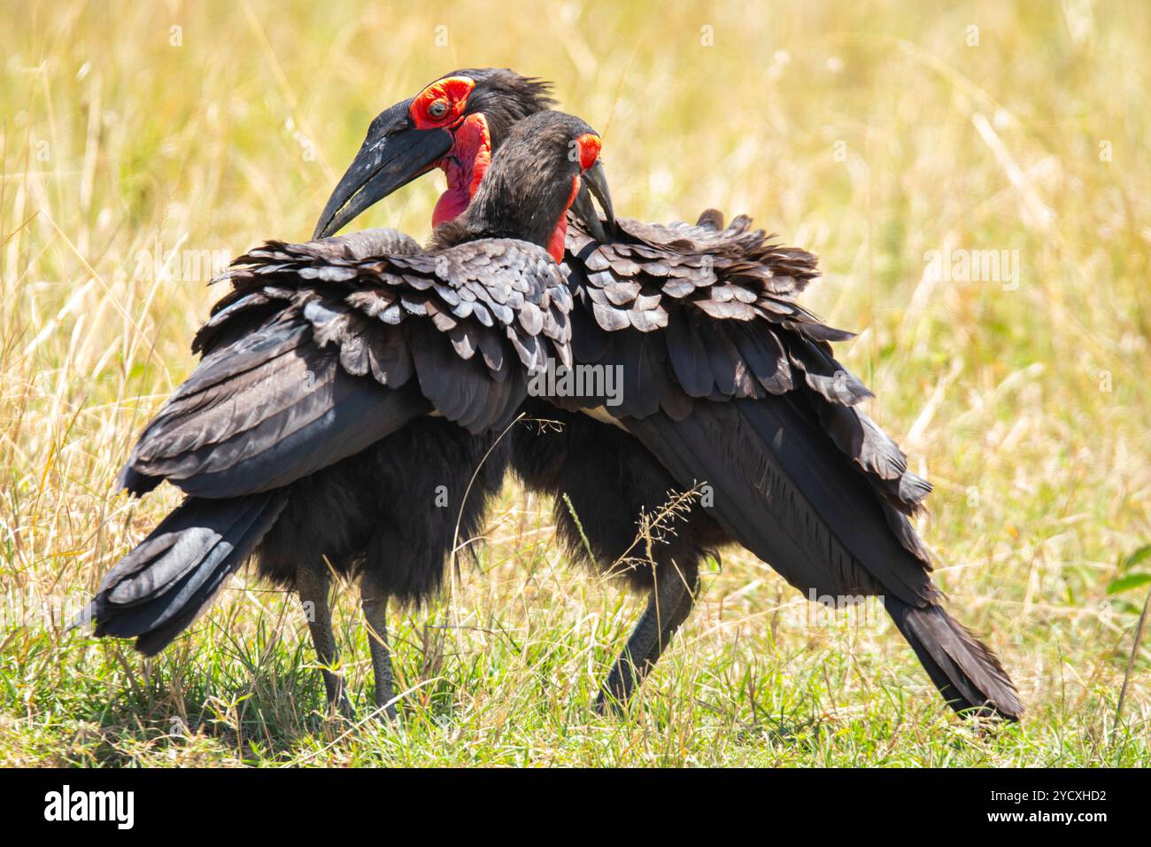 Bucorvus leadbeateri, ein Paar südländischer Bodenhornvögel, treibt sich in den üppigen Gräsern von Masai Mara gegenseitig an Stockfoto