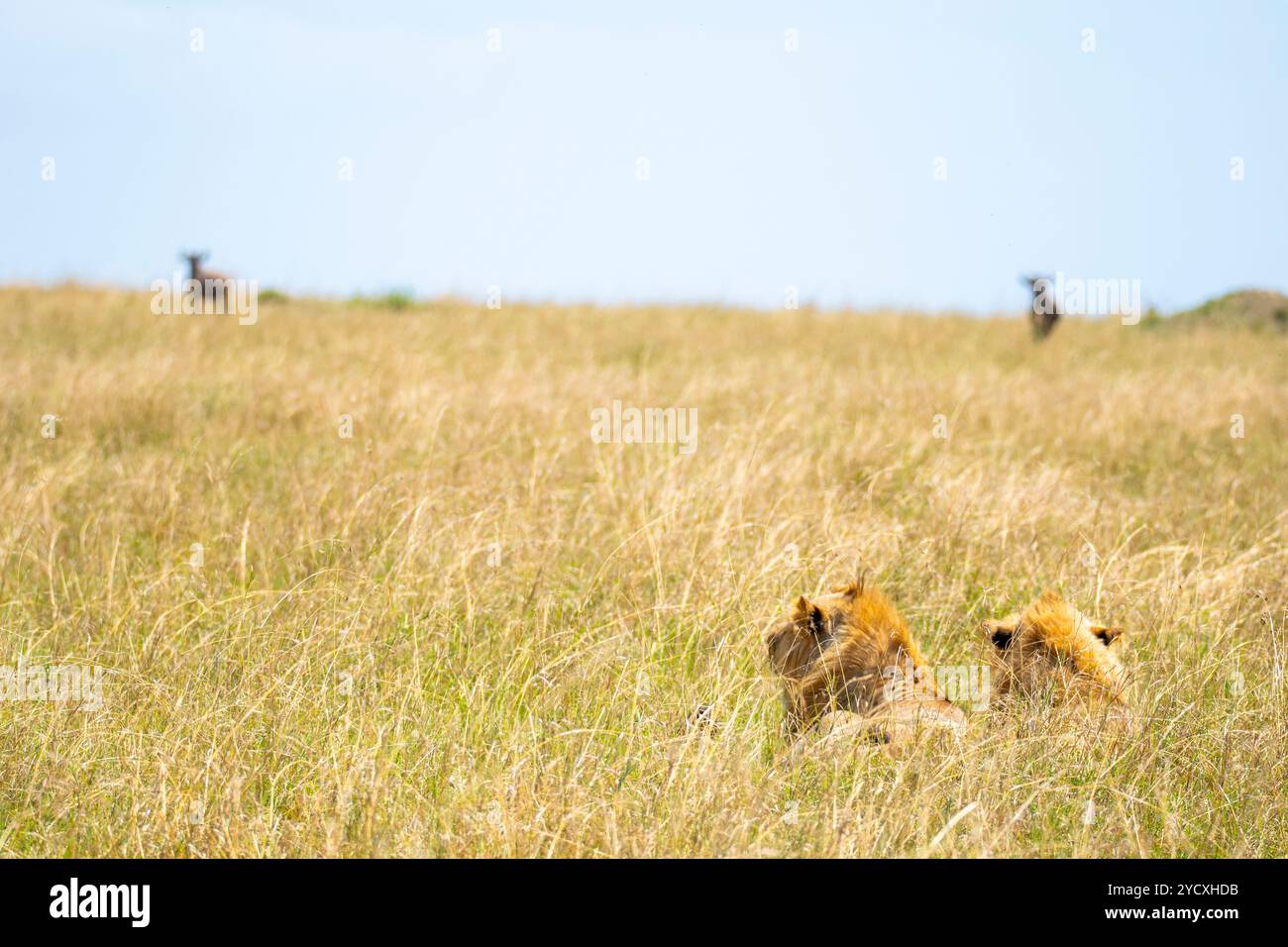 Zwei Löwen liegen versteckt in den hohen Gräsern der Maasai Mara, mit der Silhouette einer einsamen Antilope in der Ferne, die das wilde Wesen der Th zeigt Stockfoto