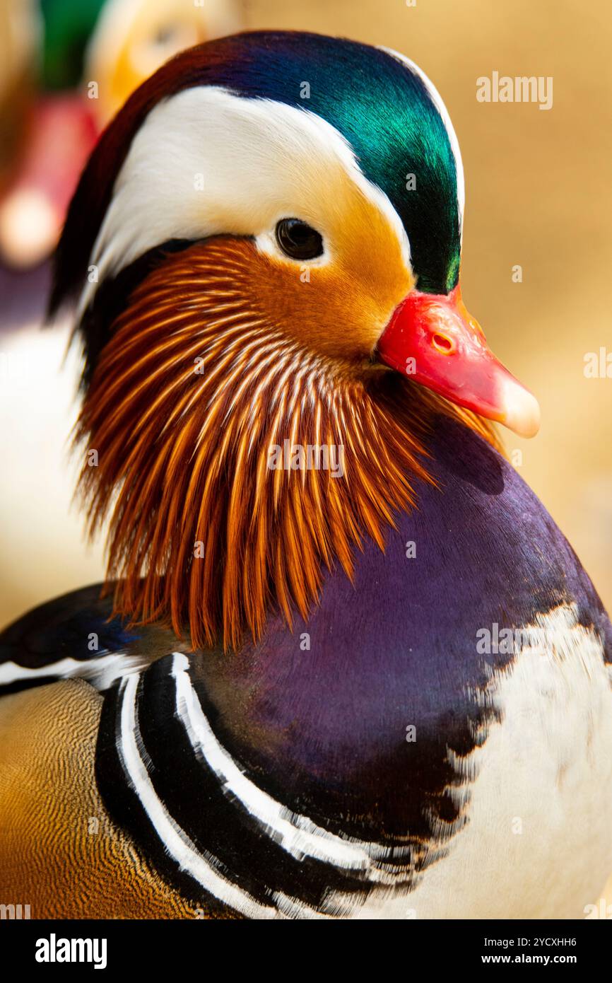 Nahaufnahme einer lebhaften Mandarinente mit ihrem brillanten Gefieder und ihren markanten Markierungen. Stockfoto