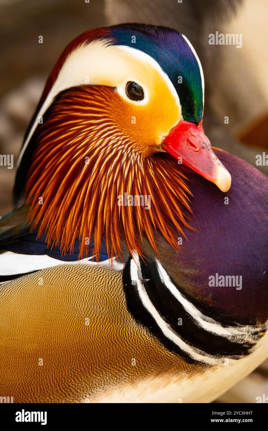 Detaillierte Nahaufnahme einer lebhaften Mandarinenente mit ihren bunten Federn und markanten Markierungen. Stockfoto